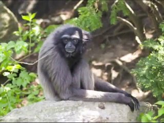 Cincinnati Zoo - Sure As I'm Sittin' Here - Three Dog Night