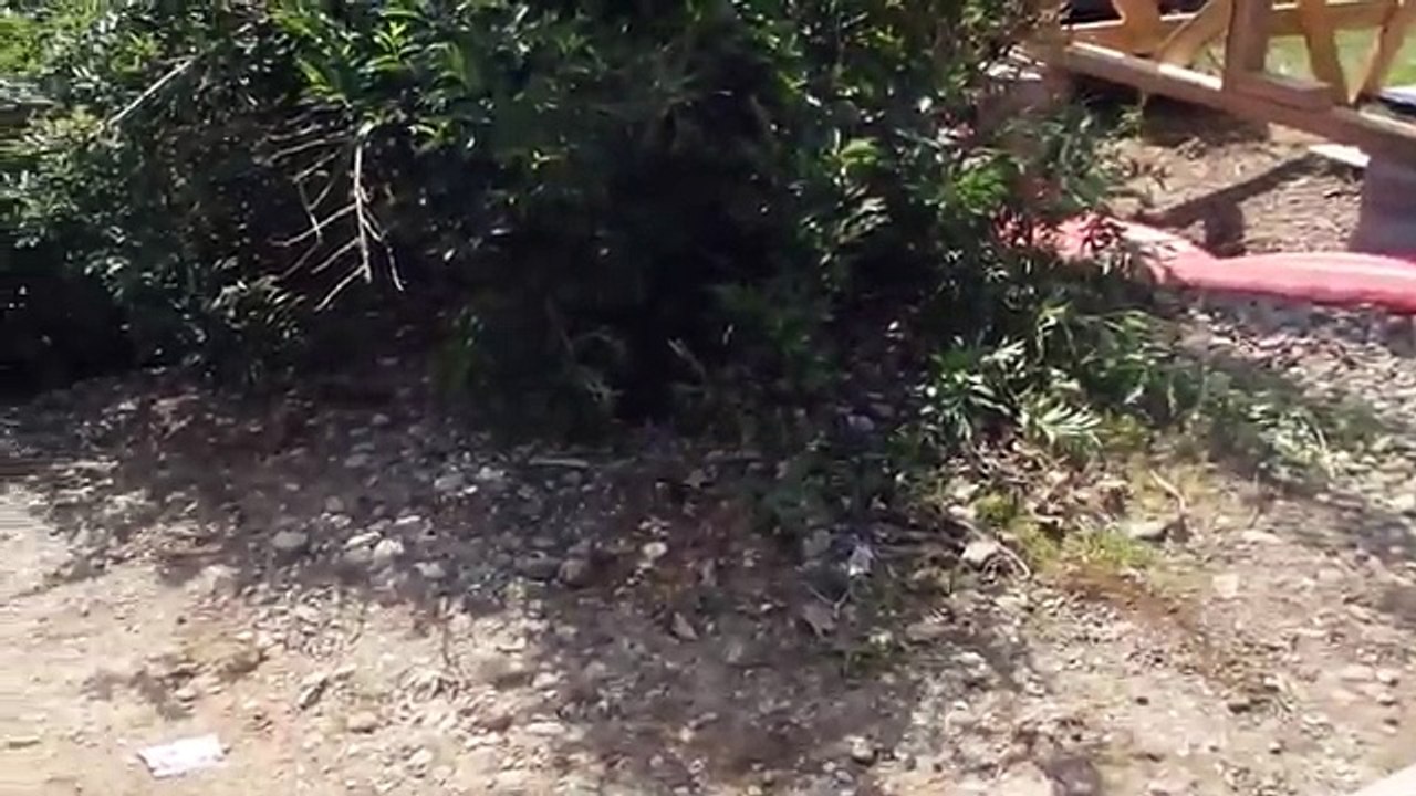 In the Bush