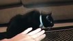 Mittens, the Tuxedo Cat
