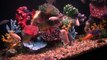 Lake Malawi African Cichlids Aquarium