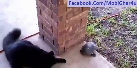 Turtle and Cat Playing Together