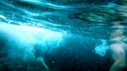 Perro de Agua Español buceando. Spanish Water Dog diving.