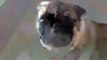 New Animal Funny Videos 2014 Pug Reacts To Revving Engine Funny Videos