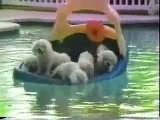 Funny swimming dogs, lol /  lustige hunde im wasser