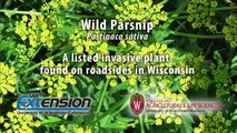 Wild Parsnip,  identification of the Wisconsin Invasive Species Pastinaca sativa