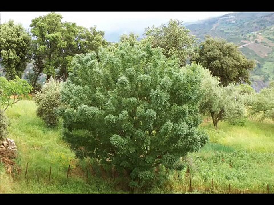 Barbacha - Ivervachene (Village de Béjaia - Vgayet)