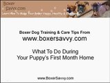 Boxer Dog Training Tips: First Month Home