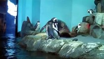 Monterey Bay Aquarium: African Blackfooted Penguins