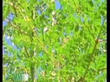 Moringa Oleífera, conocida como el árbol de la vida o el árbol milagro