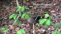 River Herring, Duck Babies and Grackle in the Charles River