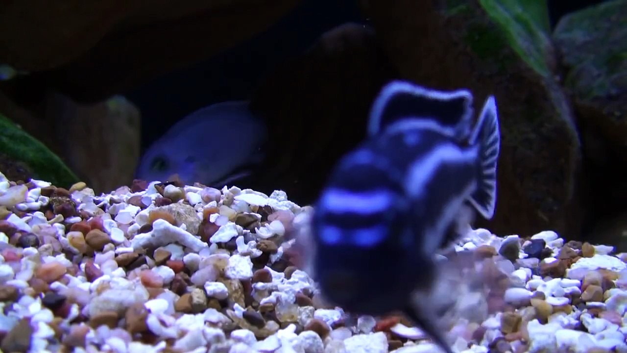 African Malawi Mbuna Cichlids Aquarium "Malawi Lake"