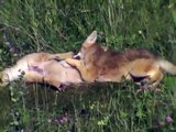 Coyote Puppies Playing in the Sunshine