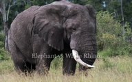 Elephant vs White Rhino - Kenya, Massai Mara