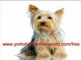 Male or Female Yorkshire Terrier?  Which One For You?