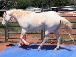 Cremello Palomino Quarter Horse, bridleless, bareback, at liberty