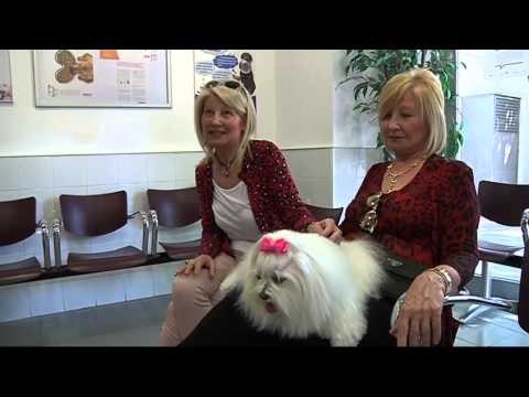 TV3 - Veterinaris - Veterinaris - capítol 122