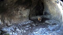 Second young in the nest of Egyptian vultures appeared
