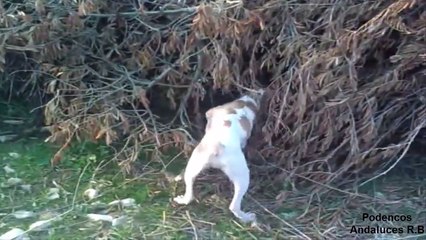 cachorras con 4 meses y medio cazando- Podencos Andaluces R.B