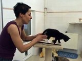 Tierschicksal TV: Katzenbabys
