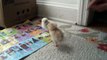Funny baby chicks :)