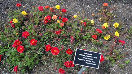 jardin van den hende