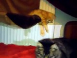 Cuteness Overload - Kitten attacks bigger cat
