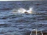 Ballenas en Punta del Este