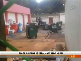 Ratos