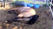 ♥ ANIMALS Giving Birth   HORSES Gives Birth to Baby so CUTE!