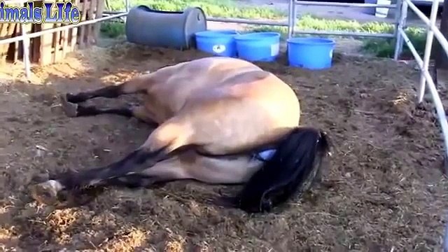 ♥ ANIMALS Giving Birth HORSES Gives Birth to Baby so CUTE!