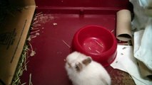 Cute baby bunny sneezes