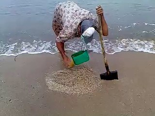 CARI UMPAN TEPI PANTAI (Cacing Laut)