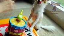 Funny animals playing instruments   Cute and funny animal compilation