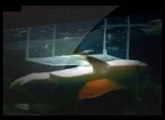 ʬ Dangerous Animals   THE DRAGON SHARK   Discovery   Animals   Nature   360 MQ Discovery News YouTub