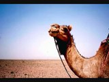Il cammello e il dromedario