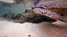 Snorkeling Kauai With Sea Turtles | Hawaii
