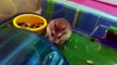 roborovski hamsters