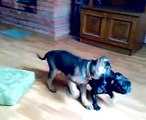 3 months old german shepherd VS french bulldog