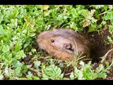 How To Get Rid Of Moles - Top 3 Simple Tips To Get Rid Of Moles In Yard