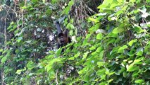 Monkeys Kissing While Hanging Out In Trees in Costa Rica