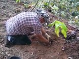 Planting Catalpa (Catawba) Trees Started From Seed