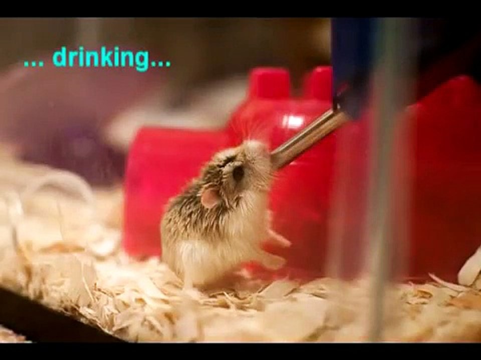The Story of My Cute Roborovski Dwarf Hamster