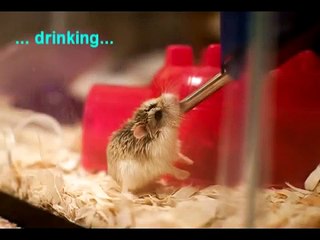 The Story of My Cute Roborovski Dwarf Hamster