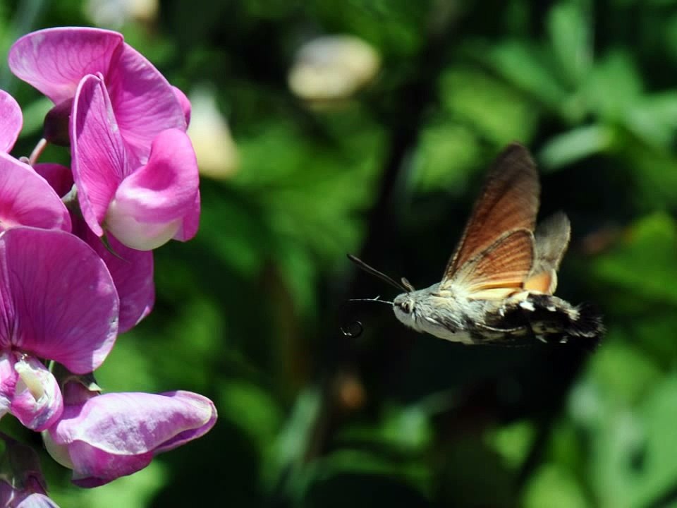 le moro sphinx ou papillon colibri !!!HD