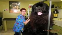 самая большая собака в мире 2014 [документальный канал]