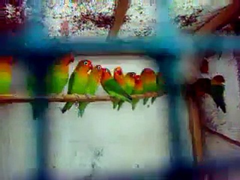 Macaw , Australian gray parrot ,Cocktail birds , Fisher , latino , Australian bajri How to breed and other information (2)