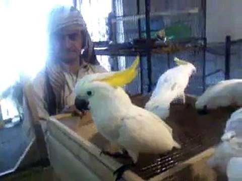 Macaw , Australian gray parrot ,Cocktail birds , Fisher , latino , Australian bajri How to breed and other information (3)
