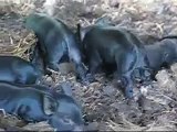 American Guinea Hog Piglets, 1 Week Old.wmv