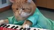 Keyboard Cat _ Cat Playing Keyboard