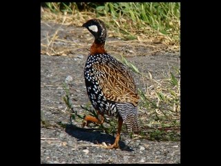 Kala Teetar (Black Francolin)!